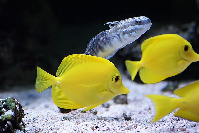 Best Saltwater Fish for 75 Gallon Tank - Yellow Tang