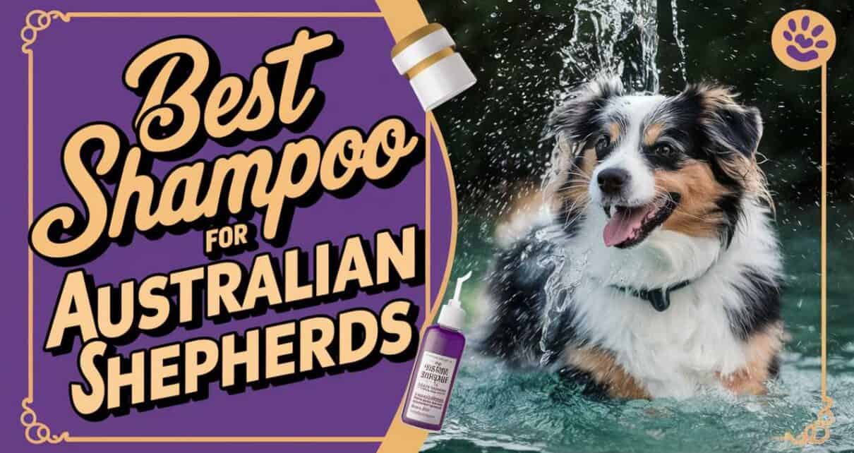 Best Shampoo for Australian Shepherds