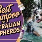 Best Shampoo for Australian Shepherds