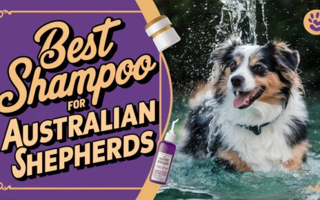 Best Shampoo for Australian Shepherds