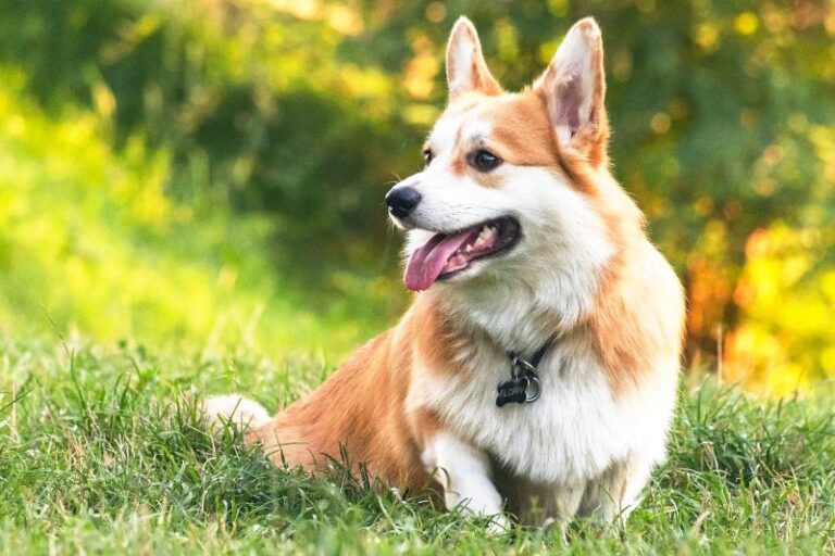 Best Shampoo for Corgis - The Pet Supply Guy