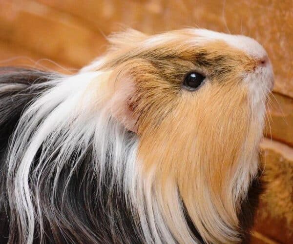 Best Shampoo for Guinea Pigs