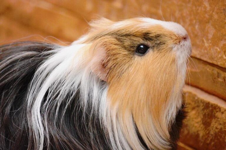 Best Shampoo for Guinea Pigs The Pet Supply Guy