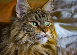 Best Shampoo for Maine Coon Cats
