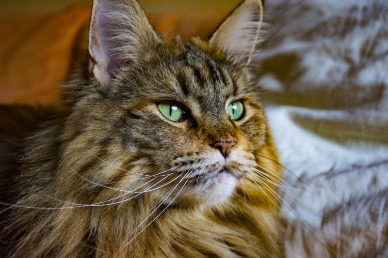 Best Shampoo for Maine Coon Cats