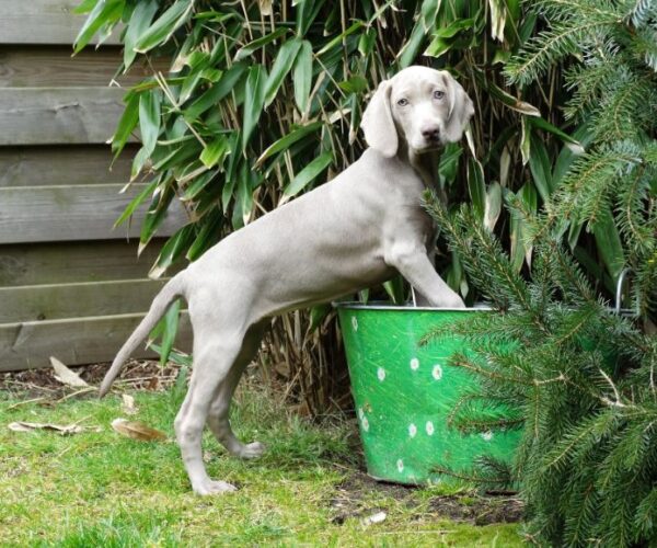 Best Shampoo for Weimaraners
