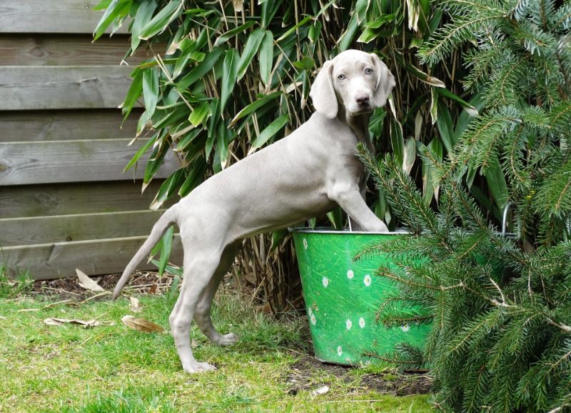 Best Shampoo for Weimaraners