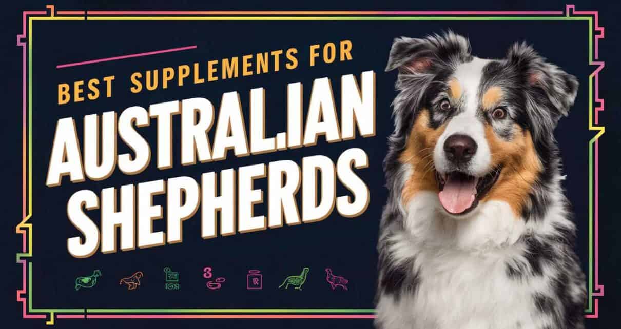 Best Supplements for Australian Shepherds