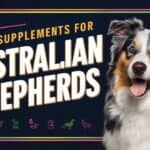 Best Supplements for Australian Shepherds