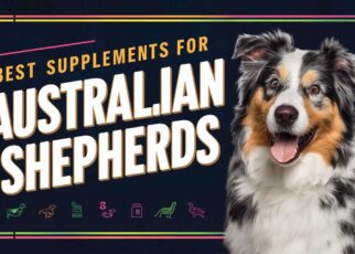 Best Supplements for Australian Shepherds