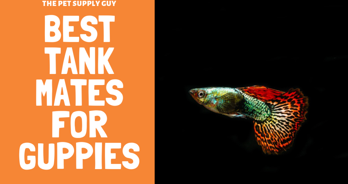 Best Tank Mates for Guppies -