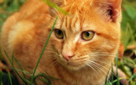 Best Taurine Supplement for Cats