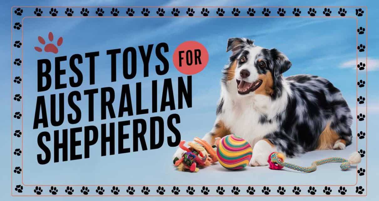 Best Toys for Australian Shepherds