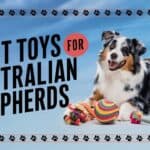 Best Toys for Australian Shepherds