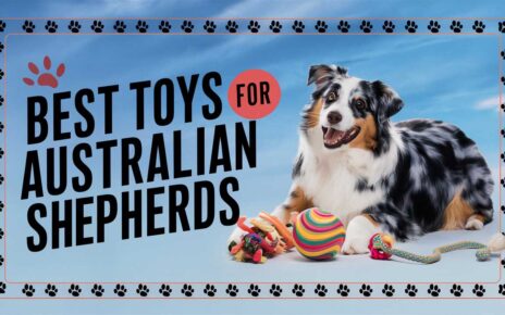 Best Toys for Australian Shepherds