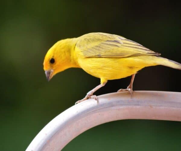 Best Toys for Canaries