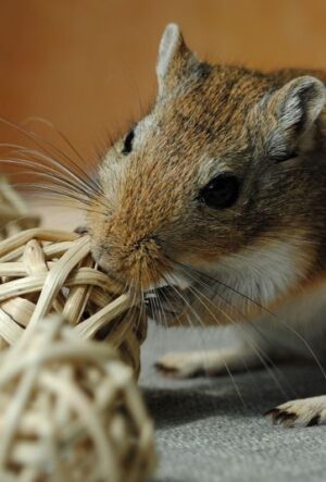 Best Toys for Gerbils - What Do Gerbils Like to Play With