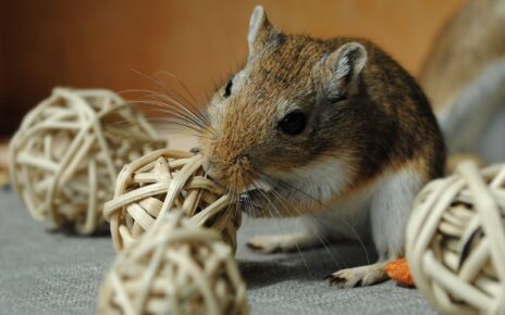Best Toys for Gerbils - What Do Gerbils Like to Play With