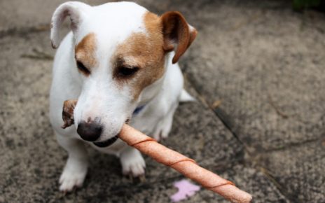 Best Toys for Jack Russells