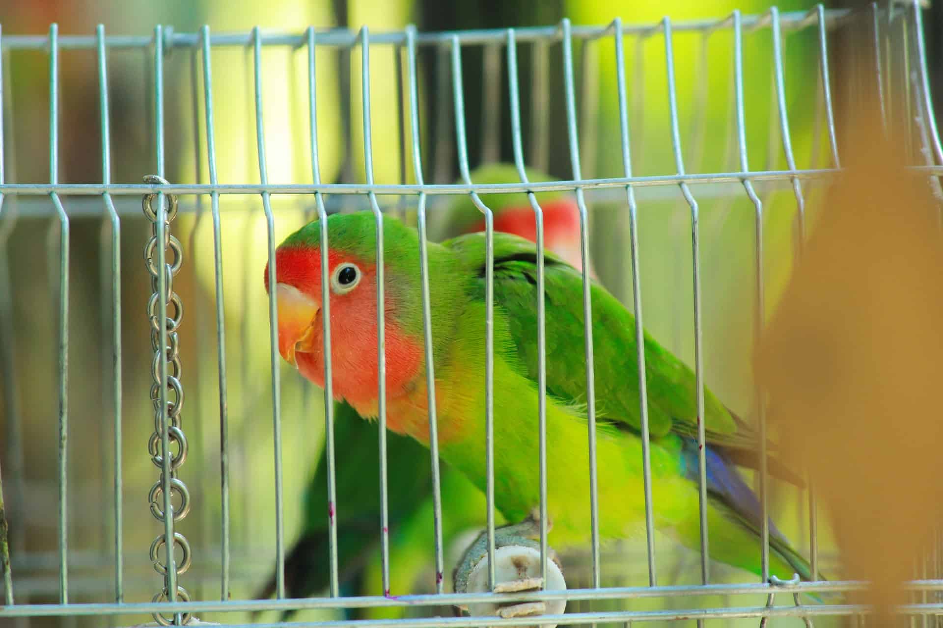 lovebird toy