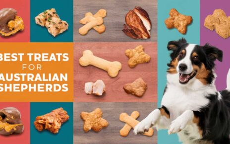 Best Treats for Australian Shepherds