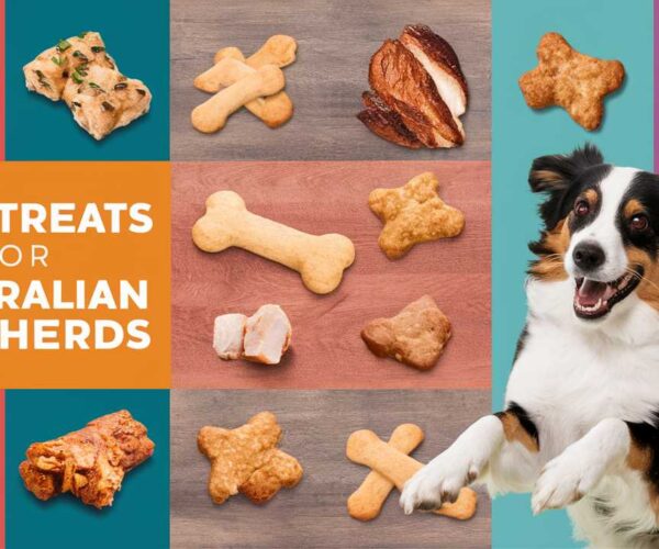 Best Treats for Australian Shepherds