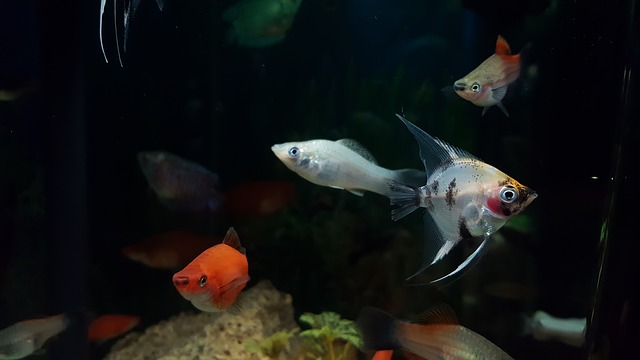 Best Tropical Fish for a 20 Gallon Tank