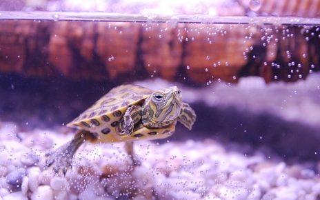 Best Turtle Filter for Aquatic Turtles