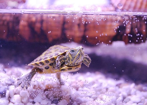 Best Turtle Filter for Aquatic Turtles