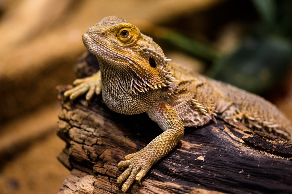 What Do Bearded Dragons Need To Eat?