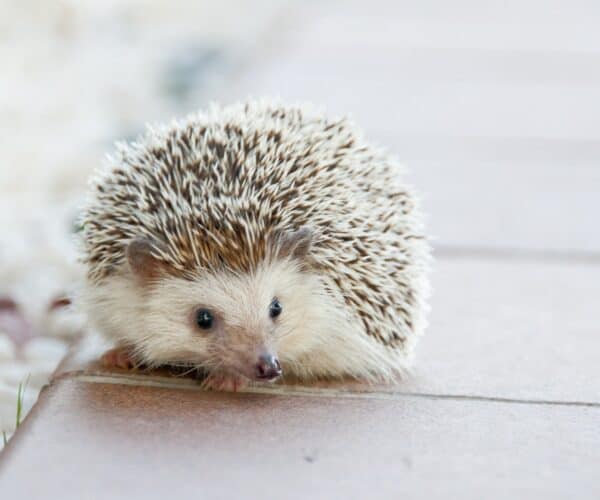 Best Water Bottle for a Hedgehog