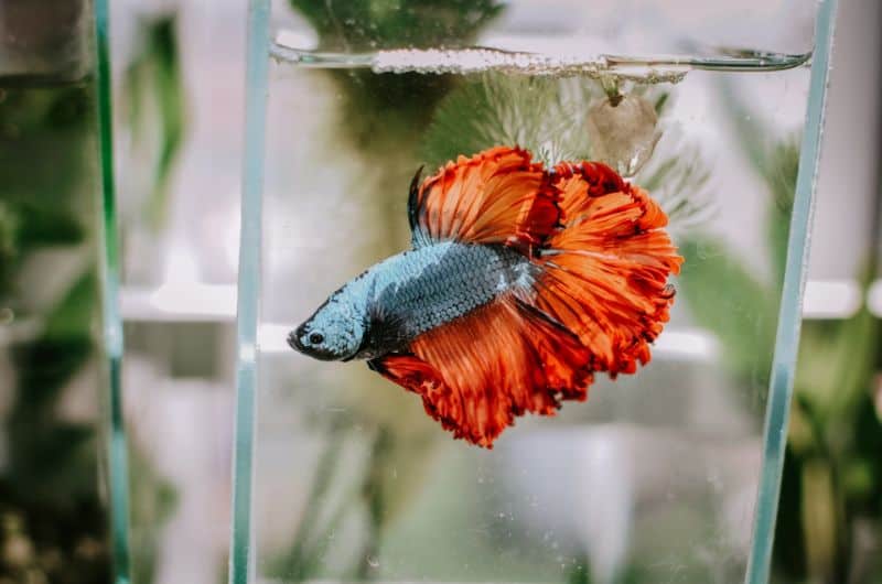 Can You Use Betta Water Conditioner For Other Fish