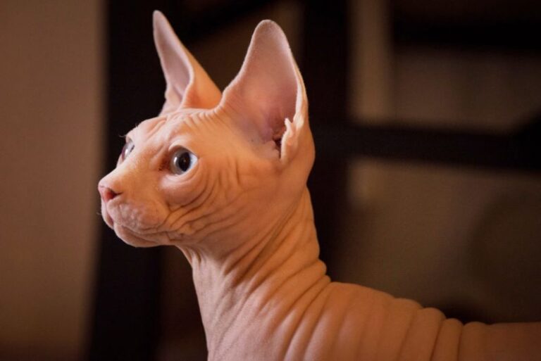 Best Wipes for Sphynx Cats The Pet Supply Guy