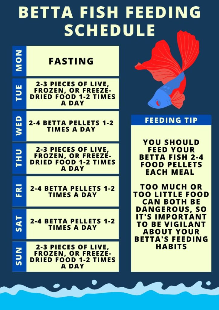 Betta Fish Feeding Schedule (Download))