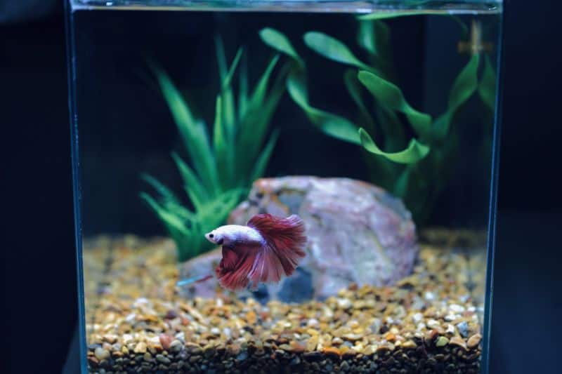 Betta Fish Tank with Filter