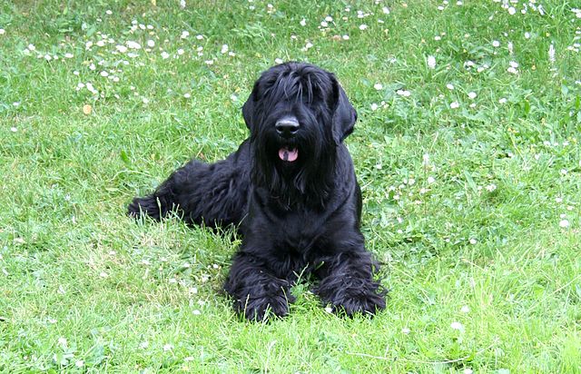 Black Russian Terrier 