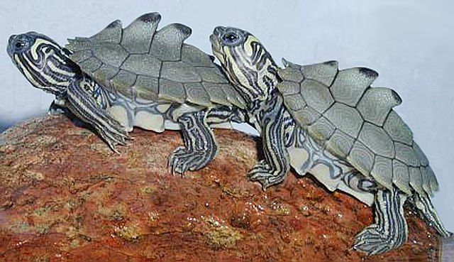 Black-knobbed map turtle hatchlings (Graptemys nigrinoda)