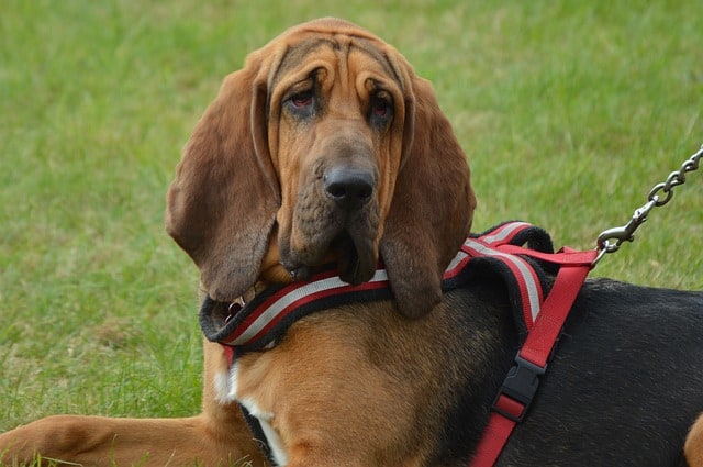 Bloodhound - Top 20 Dumbest Dog Breeds