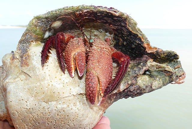 Blue Eye Hermit Crab - Paguristes sericeus