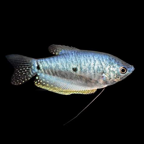 Best Tropical Fish for a 20 Gallon Tank | Blue Gourami