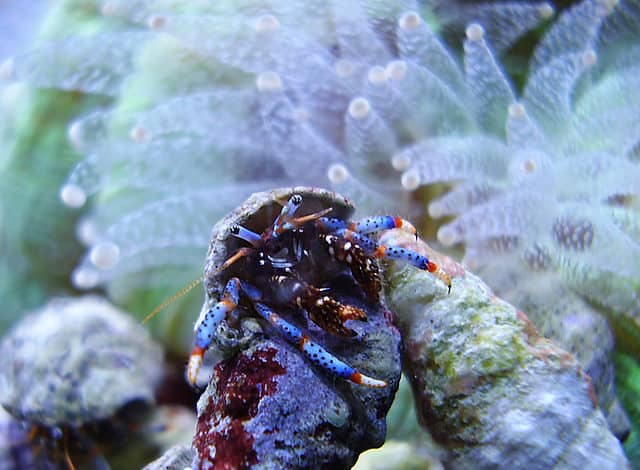 Blue Leg Hermit Crab - Clibanarius tricolor - RevolverOcelot CC BY SA 3.0