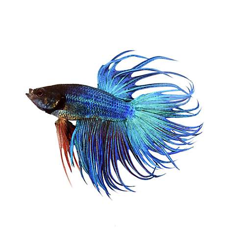 Blue Male Crowntail Betta