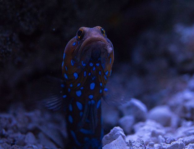 Best Saltwater Fish for 30 Gallon Tank | Blue Spotted Jawfish