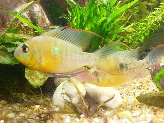 Bolivian Ram – Mikrogeophagus altispinosus