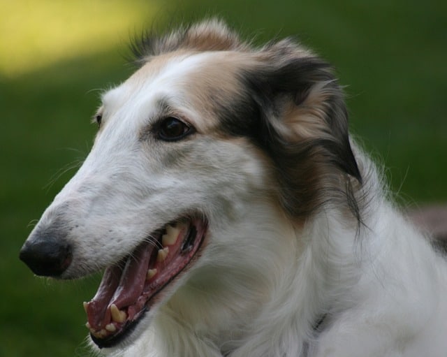 Borzoi - Top 20 Dumbest Dog Breeds