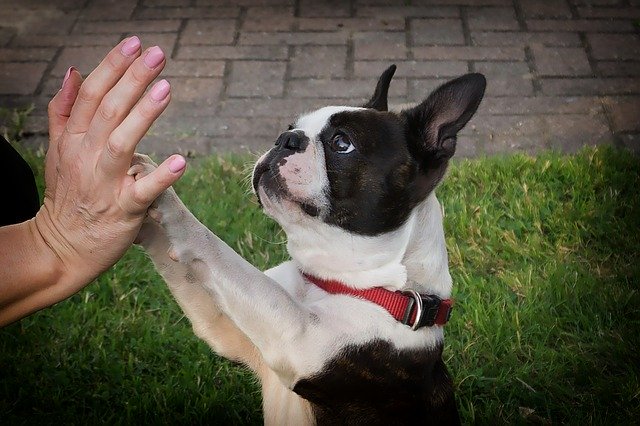 Boston Terrier - Smartest Non Shedding Dogs