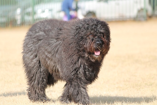 Bouvier des Flandres