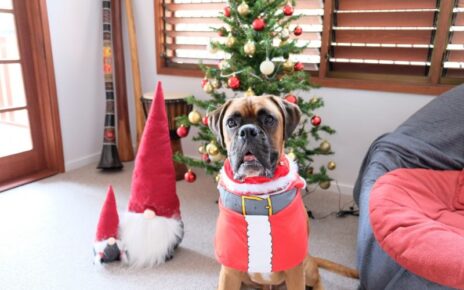 Boxer Dog Gifts