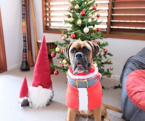 Boxer Dog Gifts