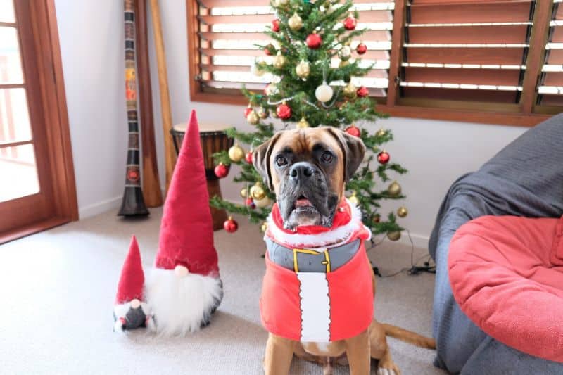 Boxer Dog Gifts